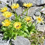 Alpin Mandarfen