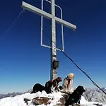 Alpin Mandarfen