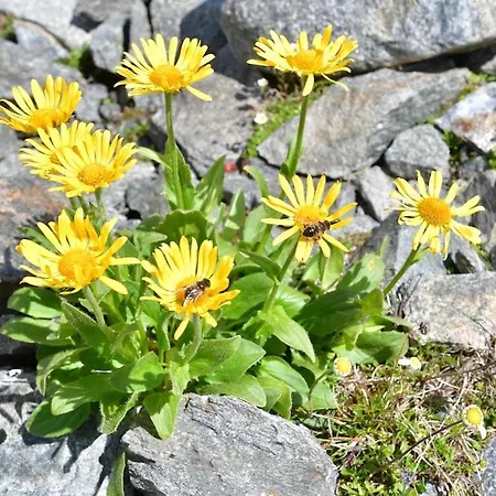 Alpin Mandarfen